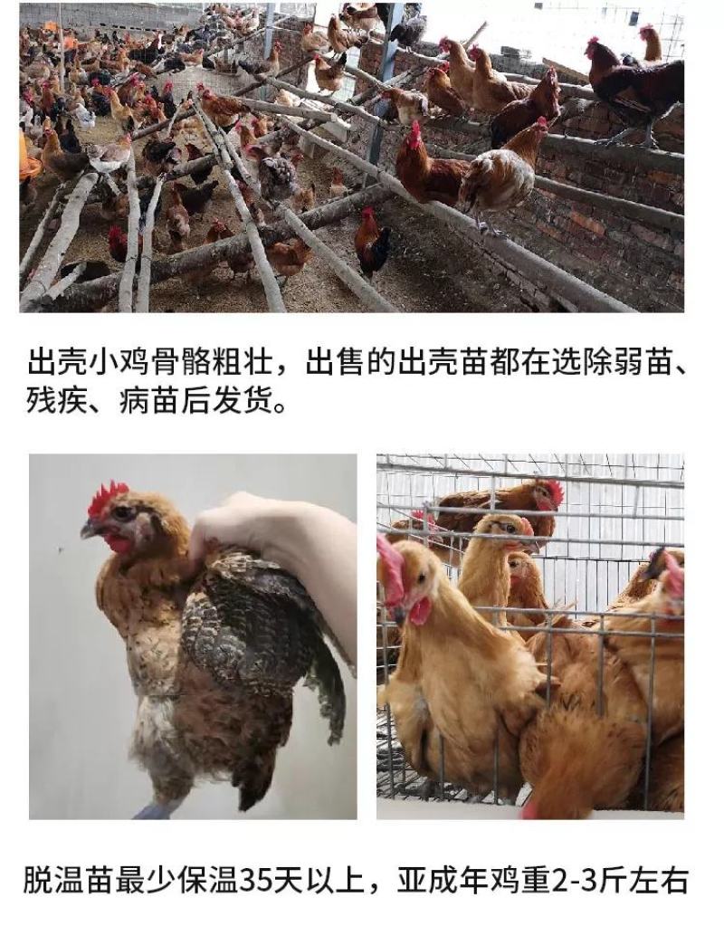 青脚麻鸡苗包防疫包运输包成活率货到满意付款一次合作终身朋