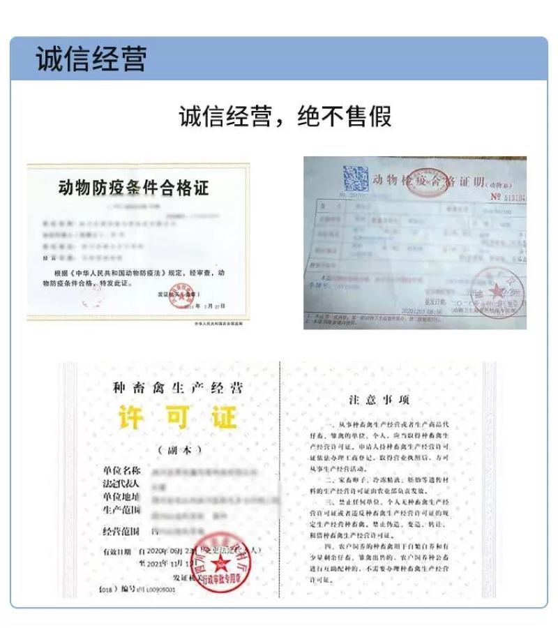 青脚麻鸡苗包防疫包运输包成活率货到满意付款一次合作终身朋