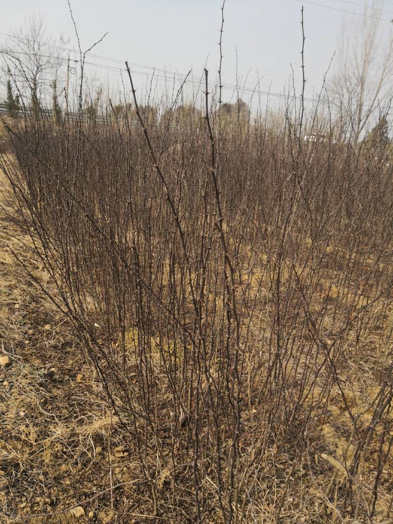 花椒苗，优质大红袍花椒苗，规格0.5-1公分
