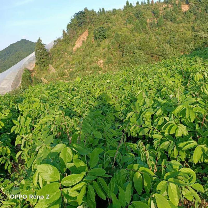 野石参根有少量1公包邮量大优惠，无硫，太阳晒干，香味浓郁