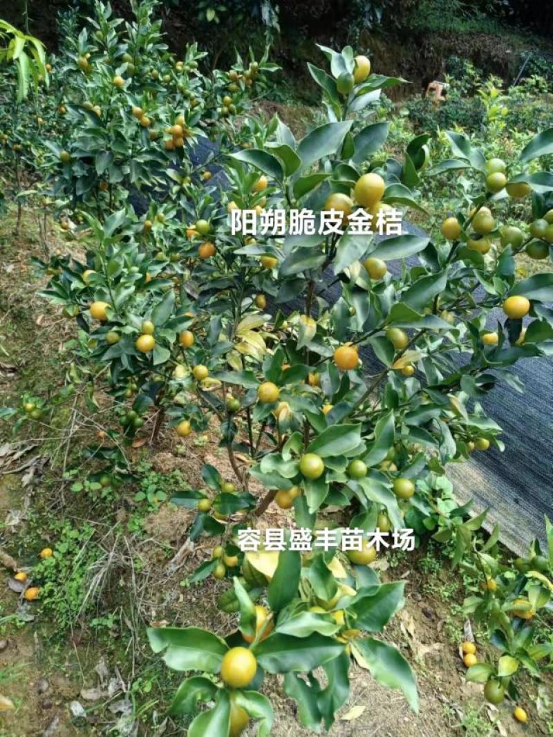 阳朔脆皮金桔嫁接苗包正宗广西苗圃发货带叶子发货