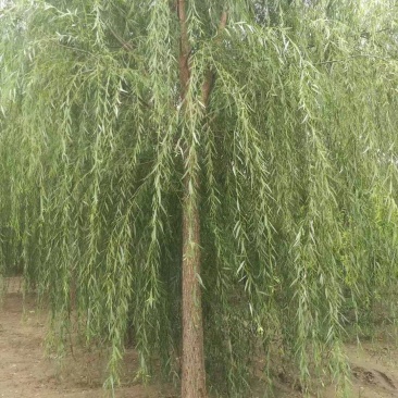 垂柳基地量大优势