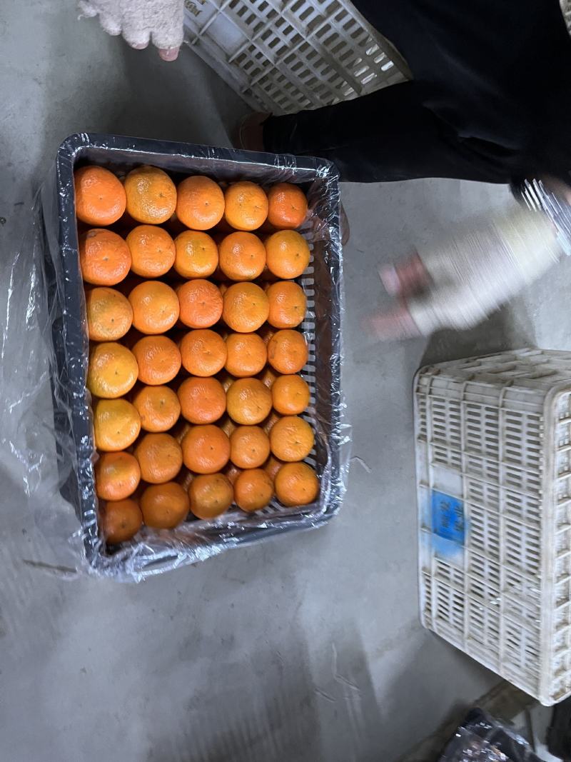 沃柑