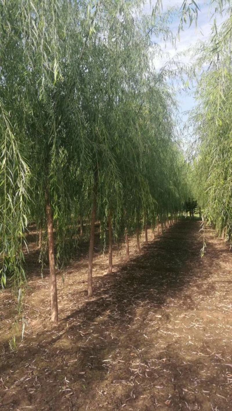 垂柳基地量大优势