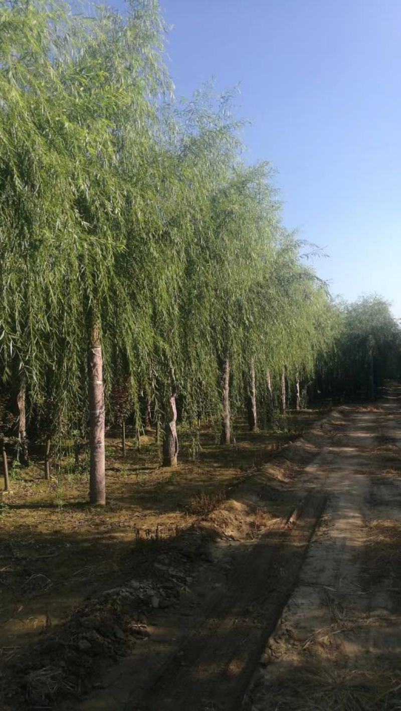 垂柳基地量大优势