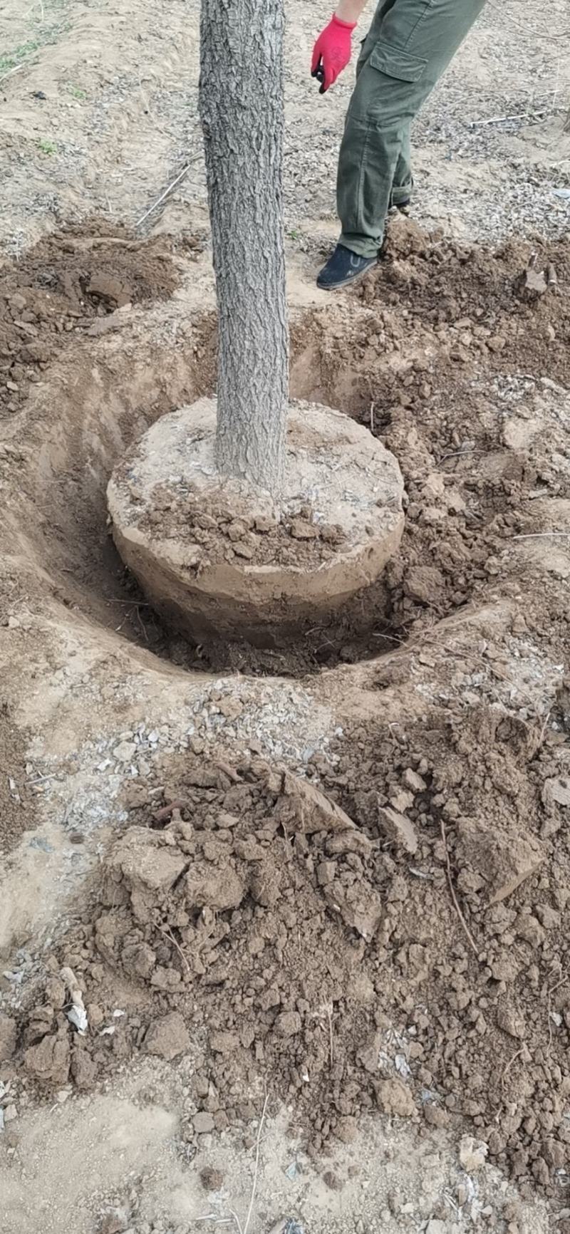 垂柳基地量大优势