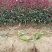 精品红叶石楠地苗根系发达易成活苗圃直供对接全国