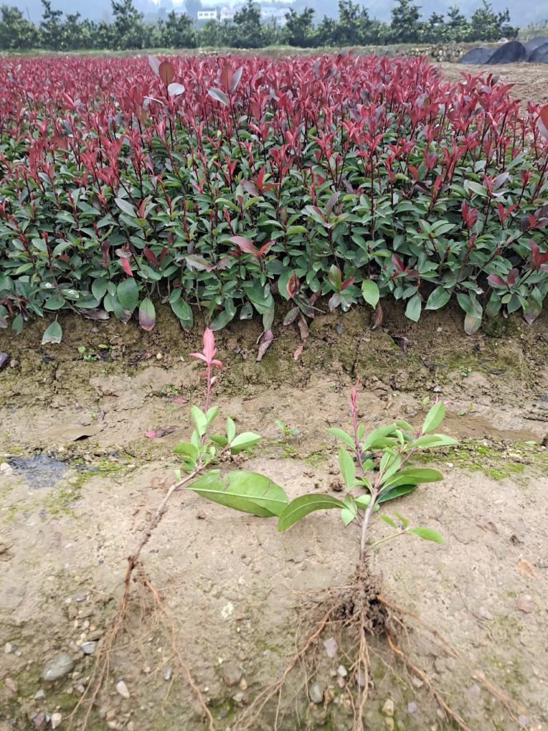 精品红叶石楠地苗根系发达易成活苗圃直供对接全国