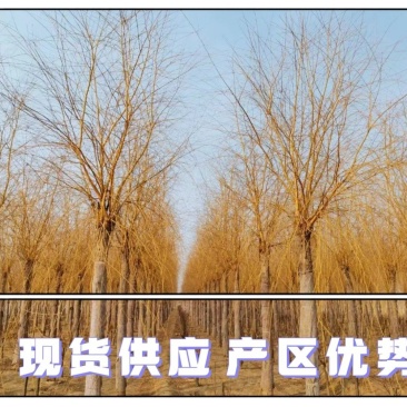 金丝柳