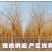 金丝柳