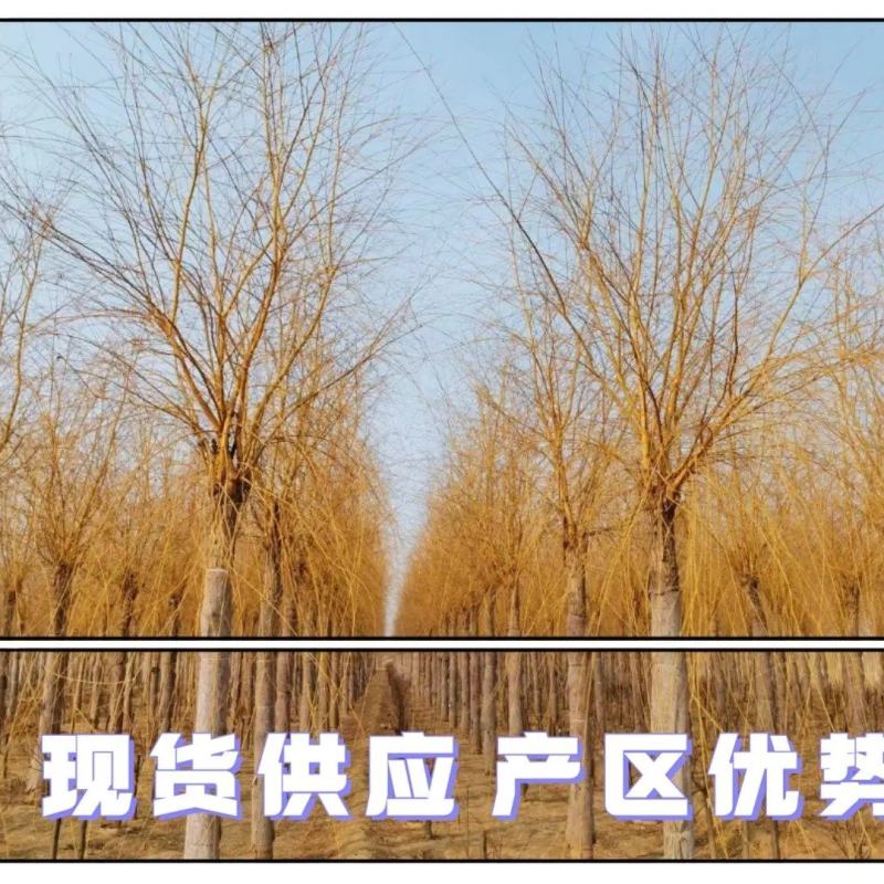 金丝柳