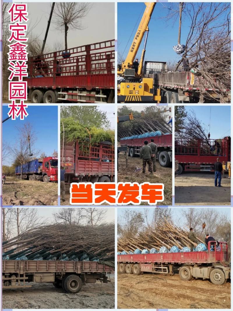 金丝柳