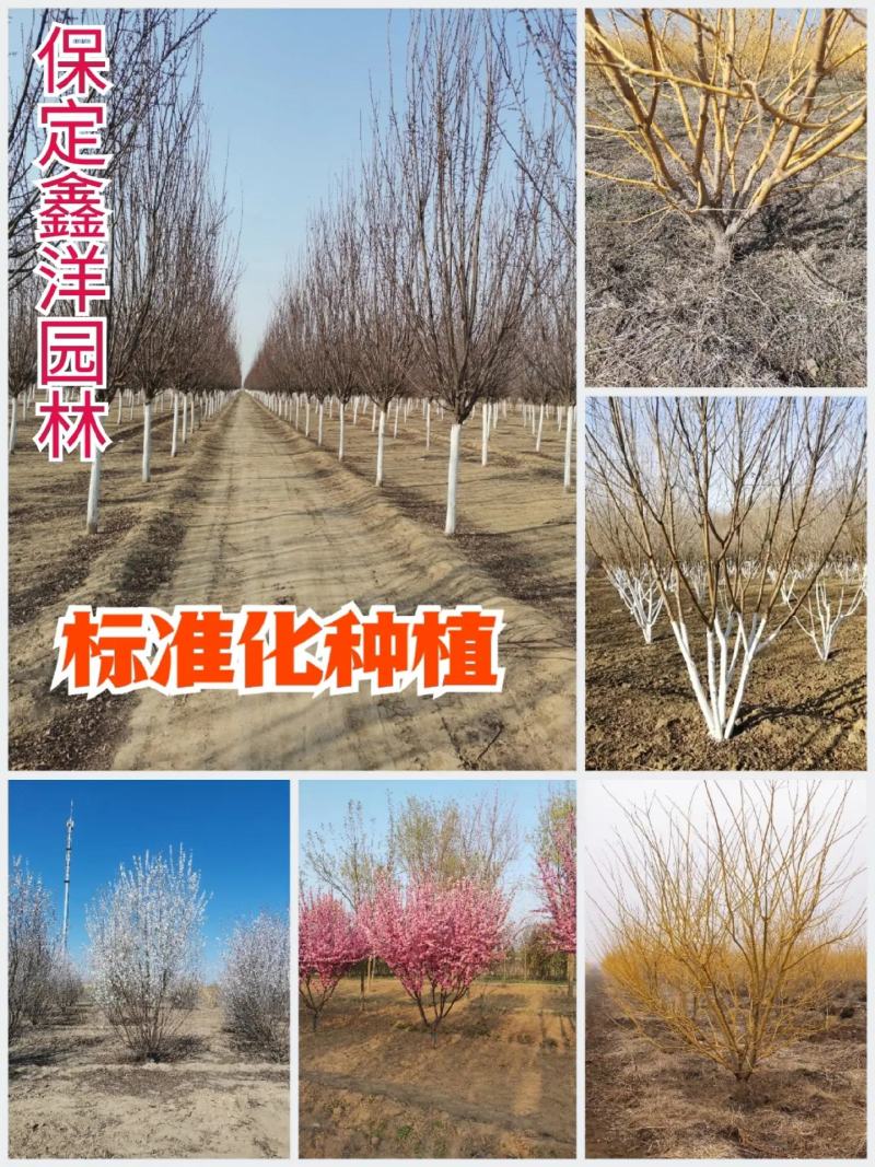 金丝柳