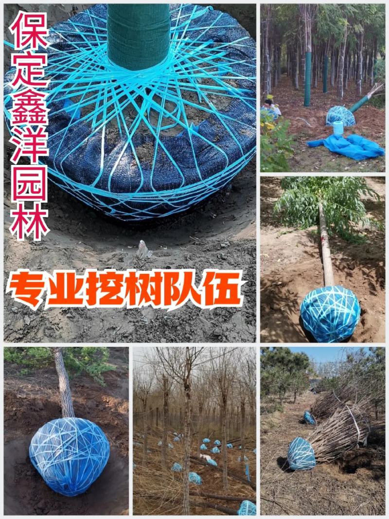 金丝柳