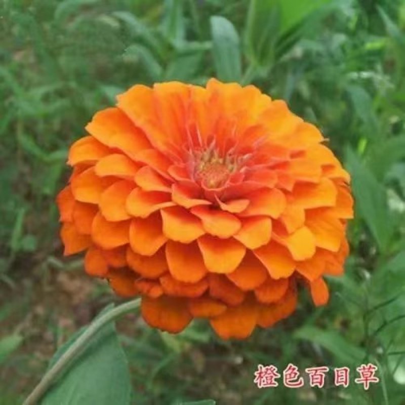 重瓣百日草花种子四季开花易活庭院花籽花卉种孑室外盆栽花种