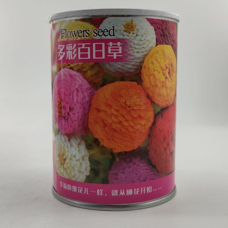 重瓣百日草花种子四季开花易活庭院花籽花卉种孑室外盆栽花种