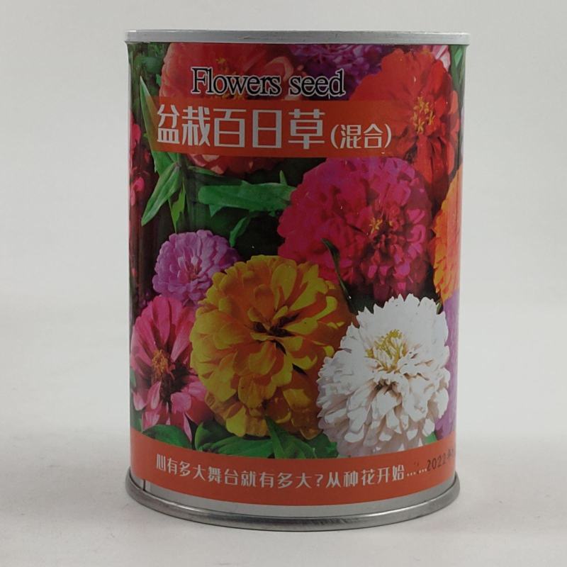 重瓣百日草花种子四季开花易活庭院花籽花卉种孑室外盆栽花种