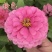 重瓣百日草花种子四季开花易活庭院花籽花卉种孑室外盆栽花种
