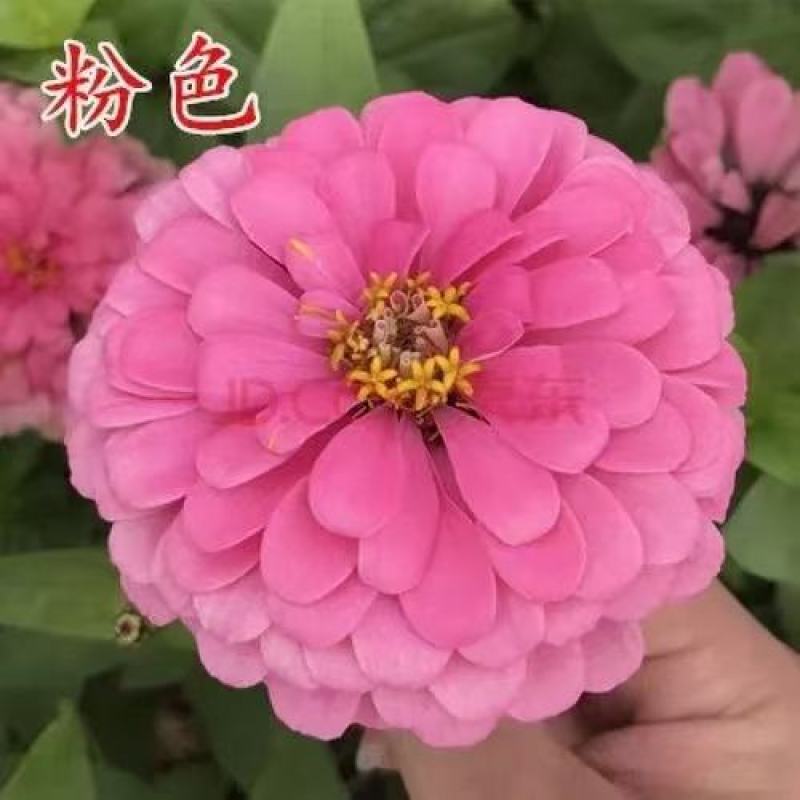 重瓣百日草花种子四季开花易活庭院花籽花卉种孑室外盆栽花种