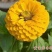 重瓣百日草花种子四季开花易活庭院花籽花卉种孑室外盆栽花种