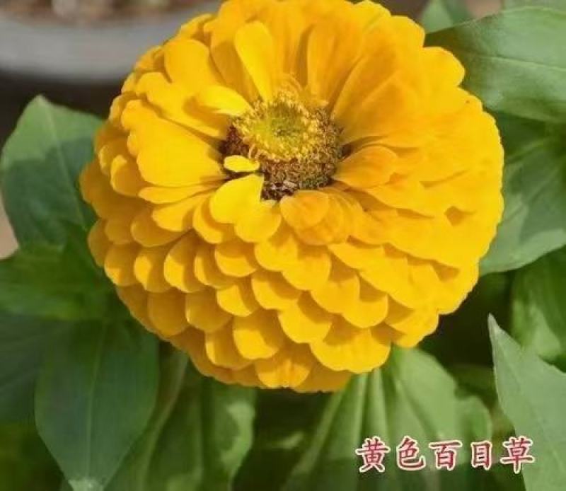 重瓣百日草花种子四季开花易活庭院花籽花卉种孑室外盆栽花种