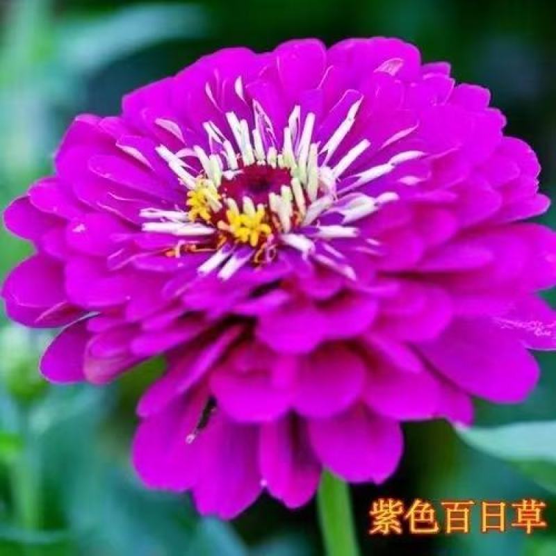重瓣百日草花种子四季开花易活庭院花籽花卉种孑室外盆栽花种
