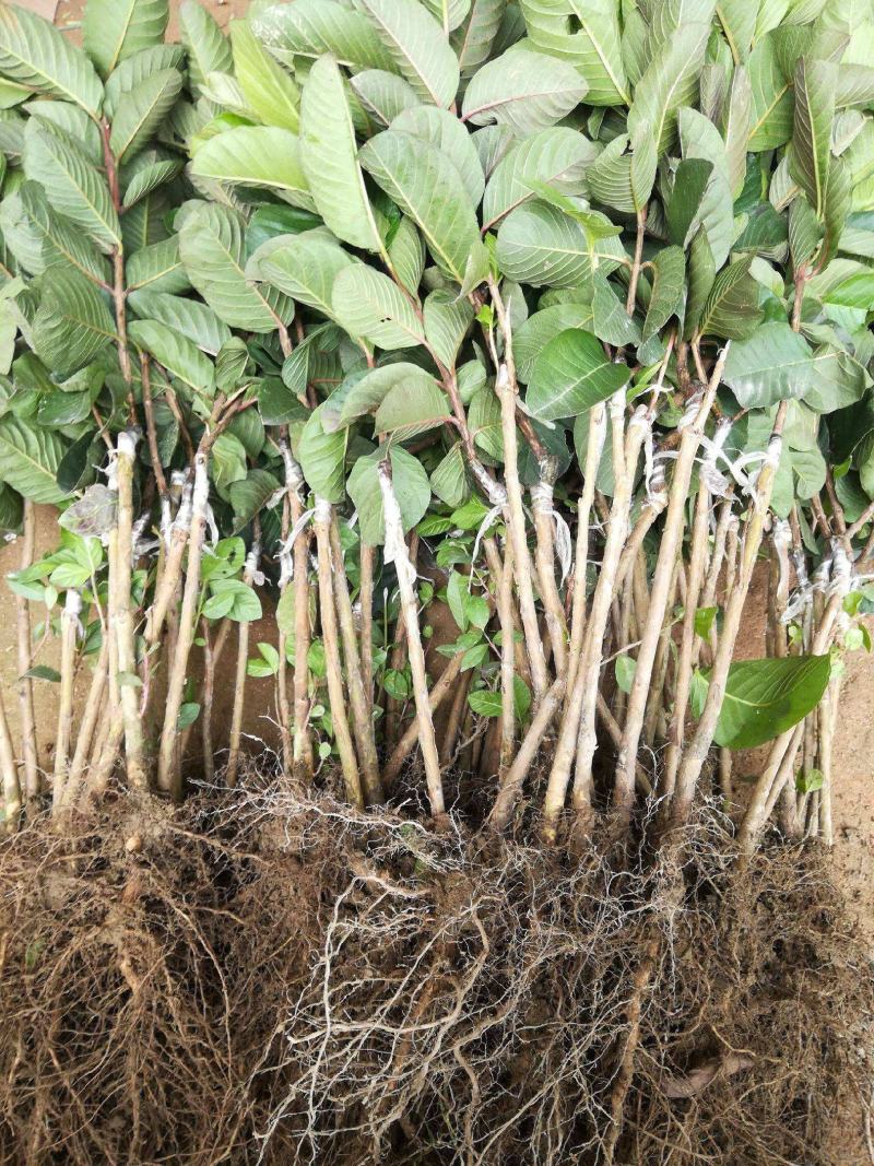 广西番石榴基地现挖现发珍珠番石榴苗欢迎选购