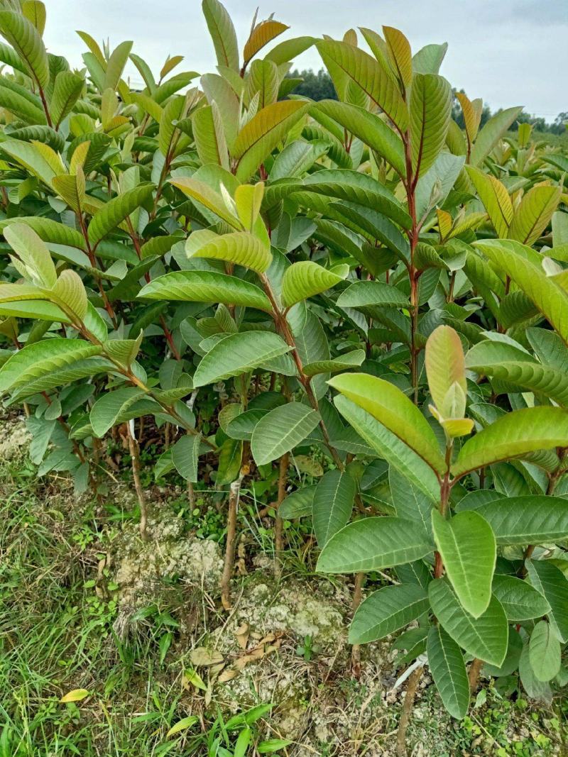 广西番石榴基地现挖现发珍珠番石榴苗欢迎选购