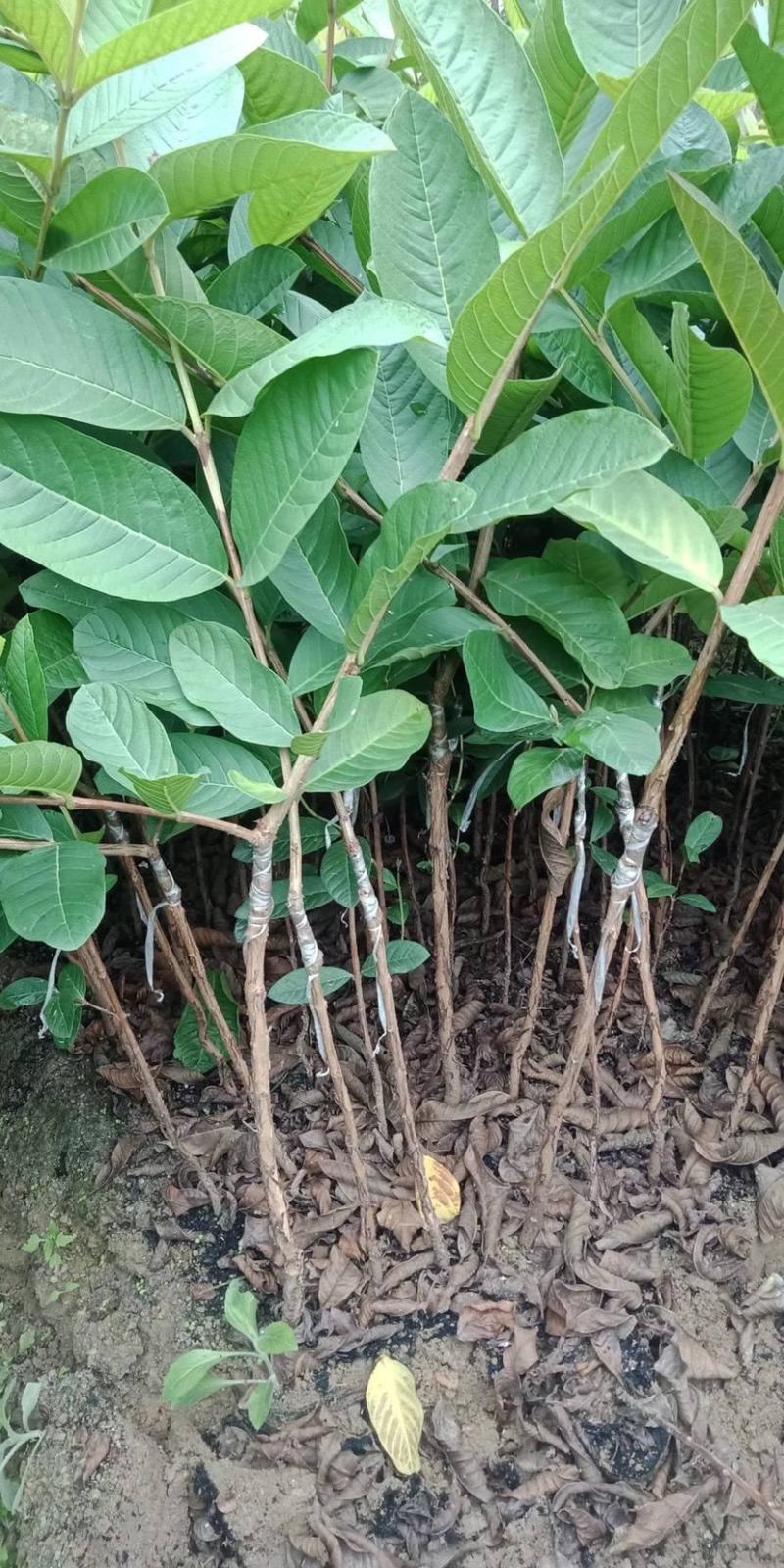 广西番石榴基地现挖现发珍珠番石榴苗欢迎选购