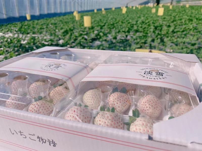 日本正宗橙色淡雪草莓白草莓支持一件代发顺丰空运