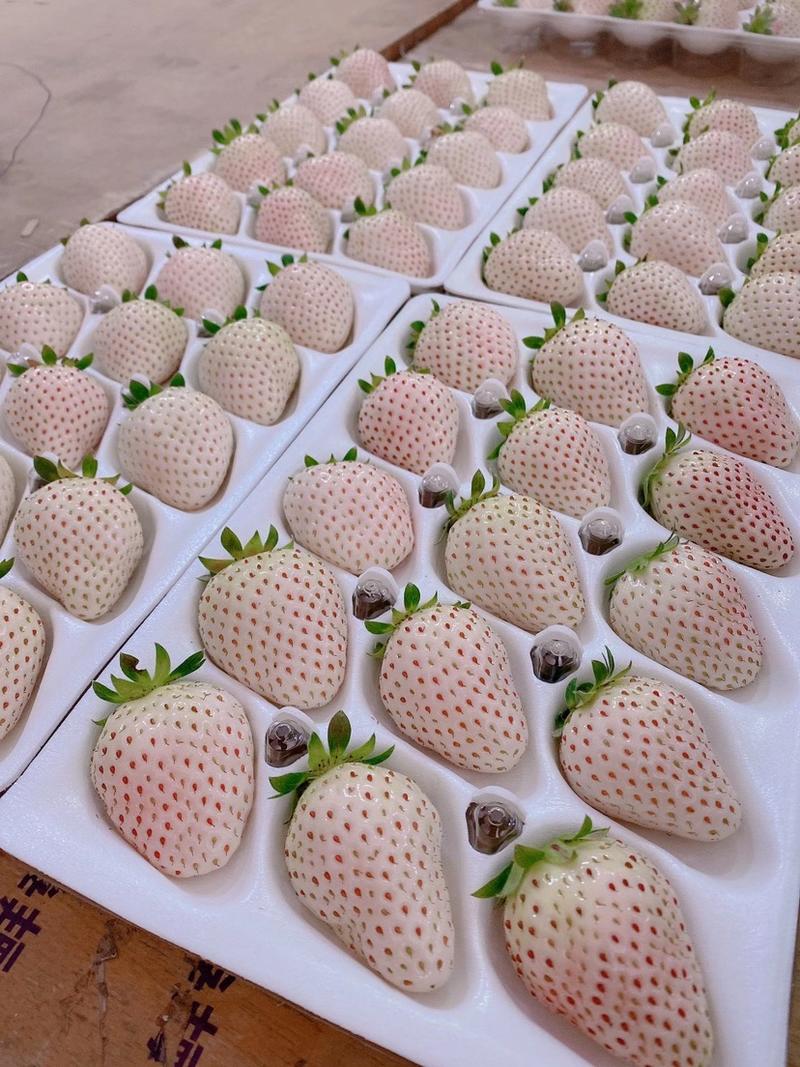 日本正宗橙色淡雪草莓白草莓支持一件代发顺丰空运