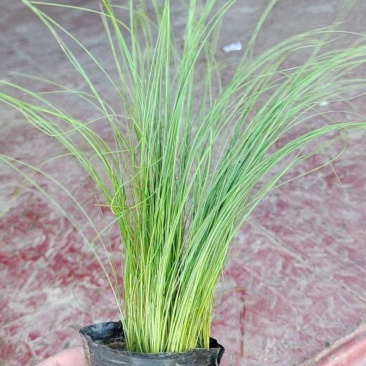 细茎针芒墨西哥羽毛草基地直销绿化工程专用苗