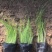 细茎针芒墨西哥羽毛草基地直销绿化工程专用苗
