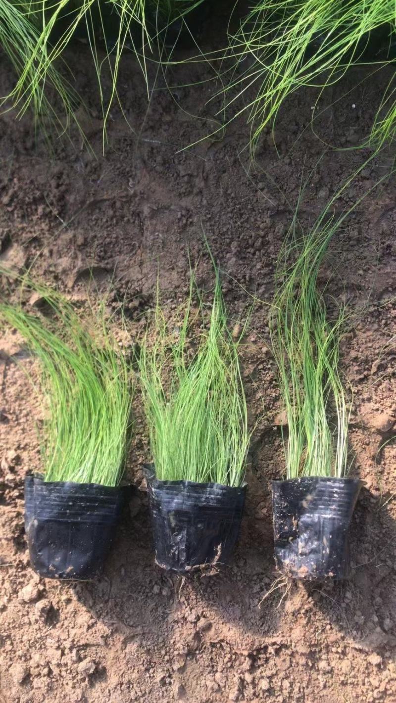 细茎针芒墨西哥羽毛草基地直销绿化工程专用苗