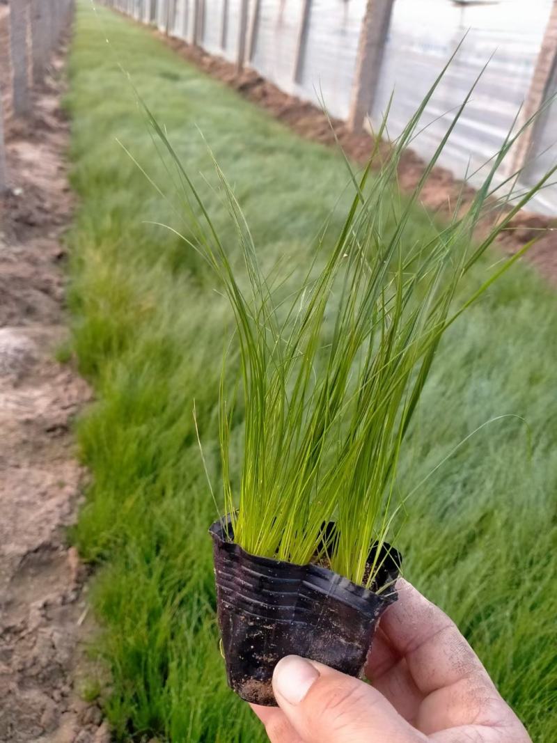 细茎针芒墨西哥羽毛草基地直销绿化工程专用苗