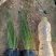 细茎针芒墨西哥羽毛草基地直销绿化工程专用苗
