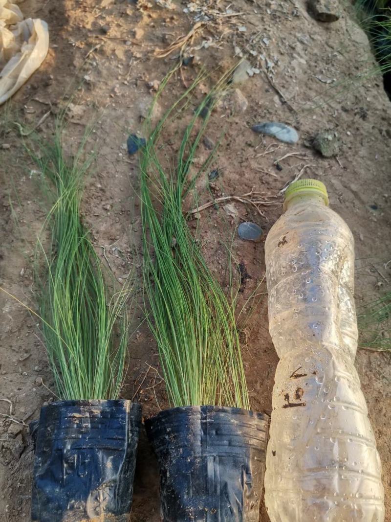 细茎针芒墨西哥羽毛草基地直销绿化工程专用苗