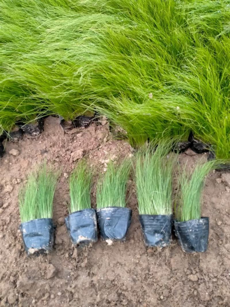 细茎针芒墨西哥羽毛草基地直销绿化工程专用苗