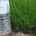 细茎针芒墨西哥羽毛草基地直销绿化工程专用苗