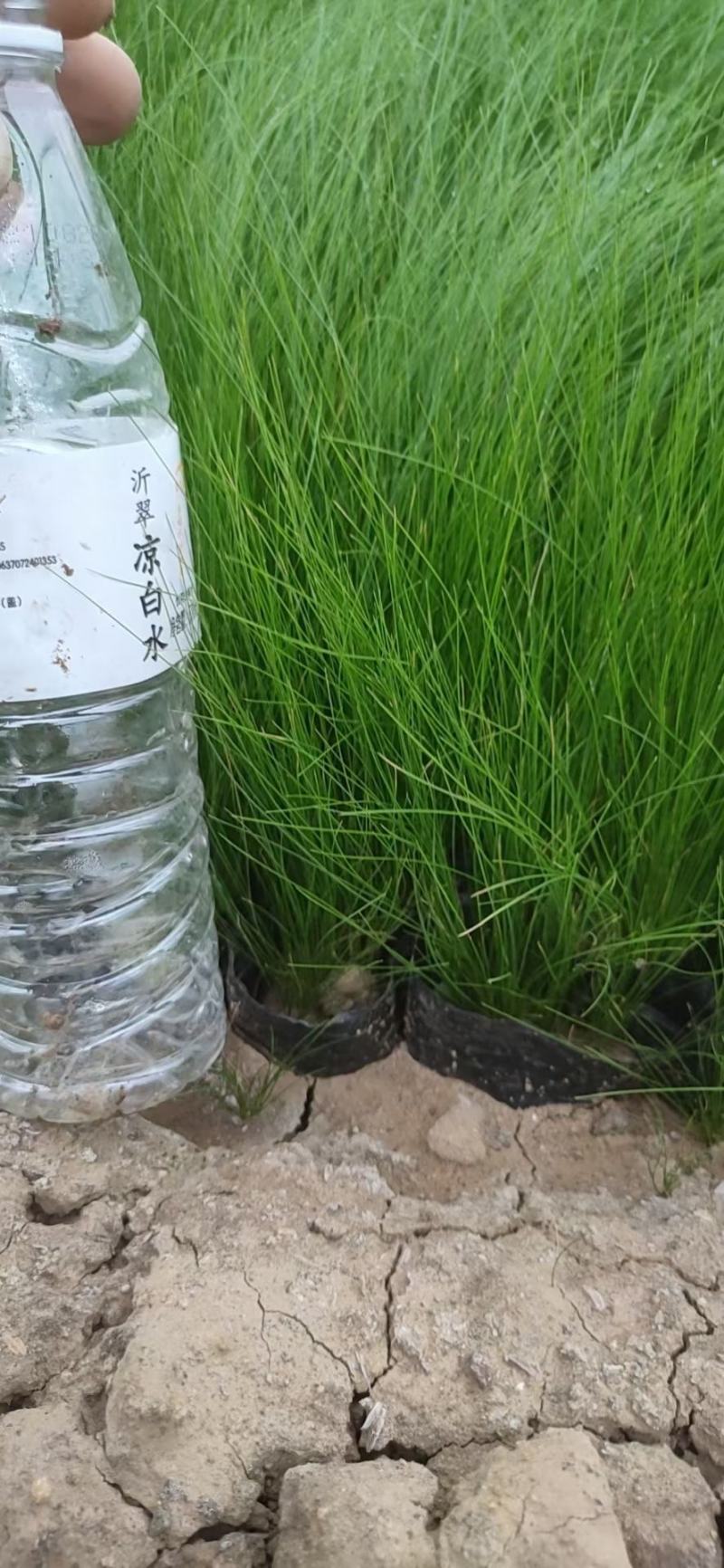 细茎针芒墨西哥羽毛草基地直销绿化工程专用苗