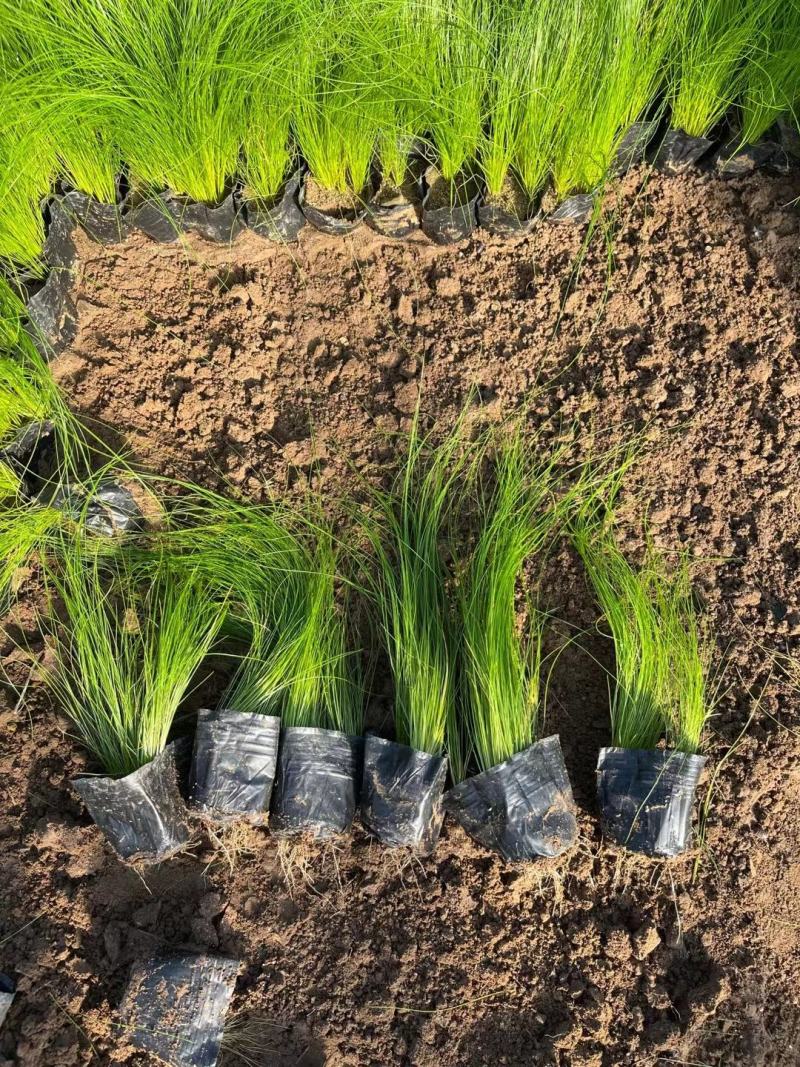 细茎针芒墨西哥羽毛草基地直销绿化工程专用苗