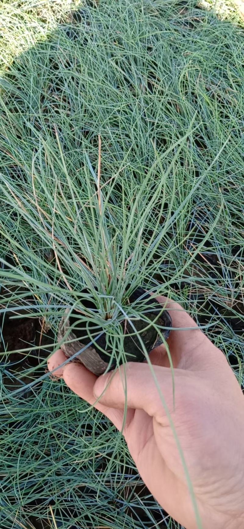 蓝羊茅营养杯苗基地批发绿化工程专用苗
