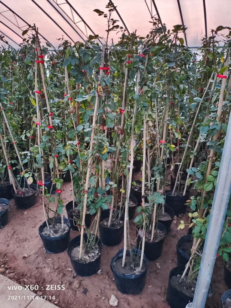 多品种月季，丰花，红帽，大花月季，基地种植绿化工程用苗