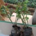 多品种月季，丰花，红帽，大花月季，基地种植绿化工程用苗
