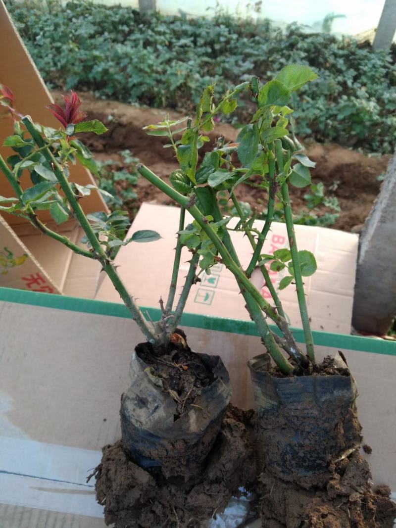 多品种月季，丰花，红帽，大花月季，基地种植绿化工程用苗