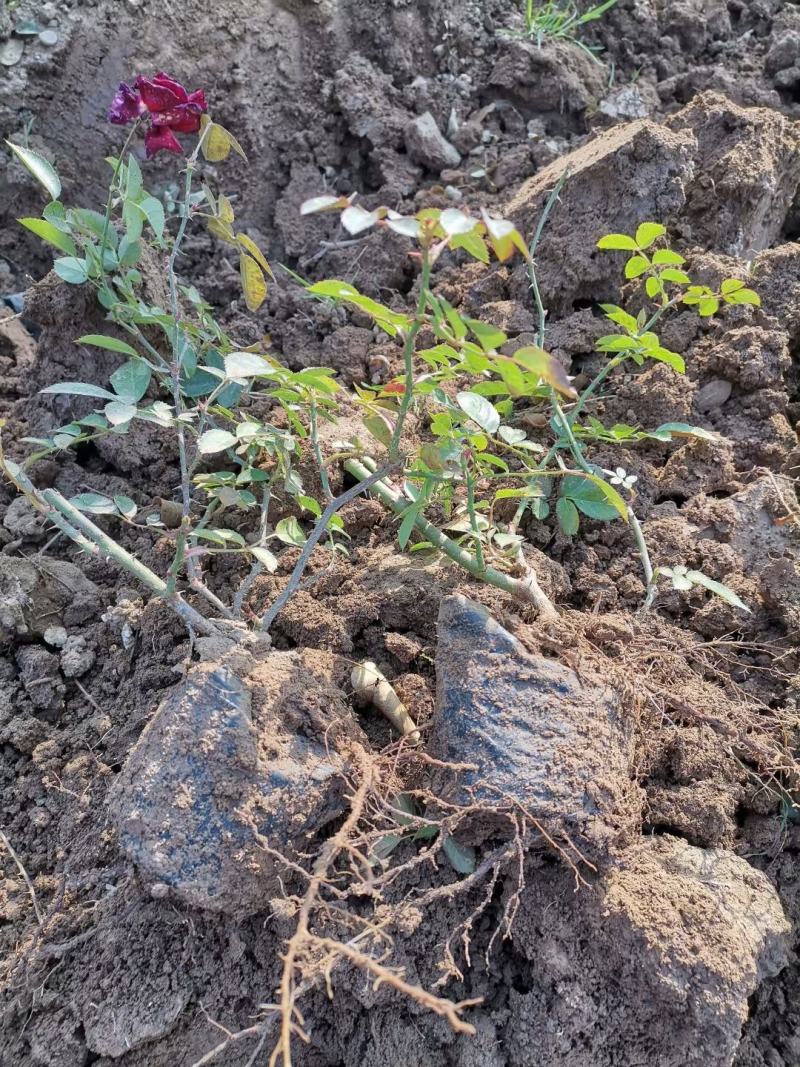 多品种月季，丰花，红帽，大花月季，基地种植绿化工程用苗