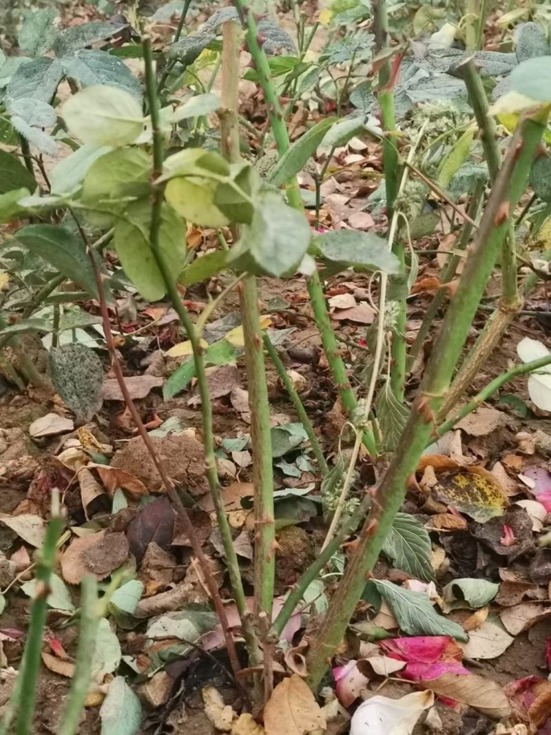 多品种月季，丰花，红帽，大花月季，基地种植绿化工程用苗