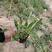 金鸡菊也叫小波斯菊孔雀菊二年生草本植物