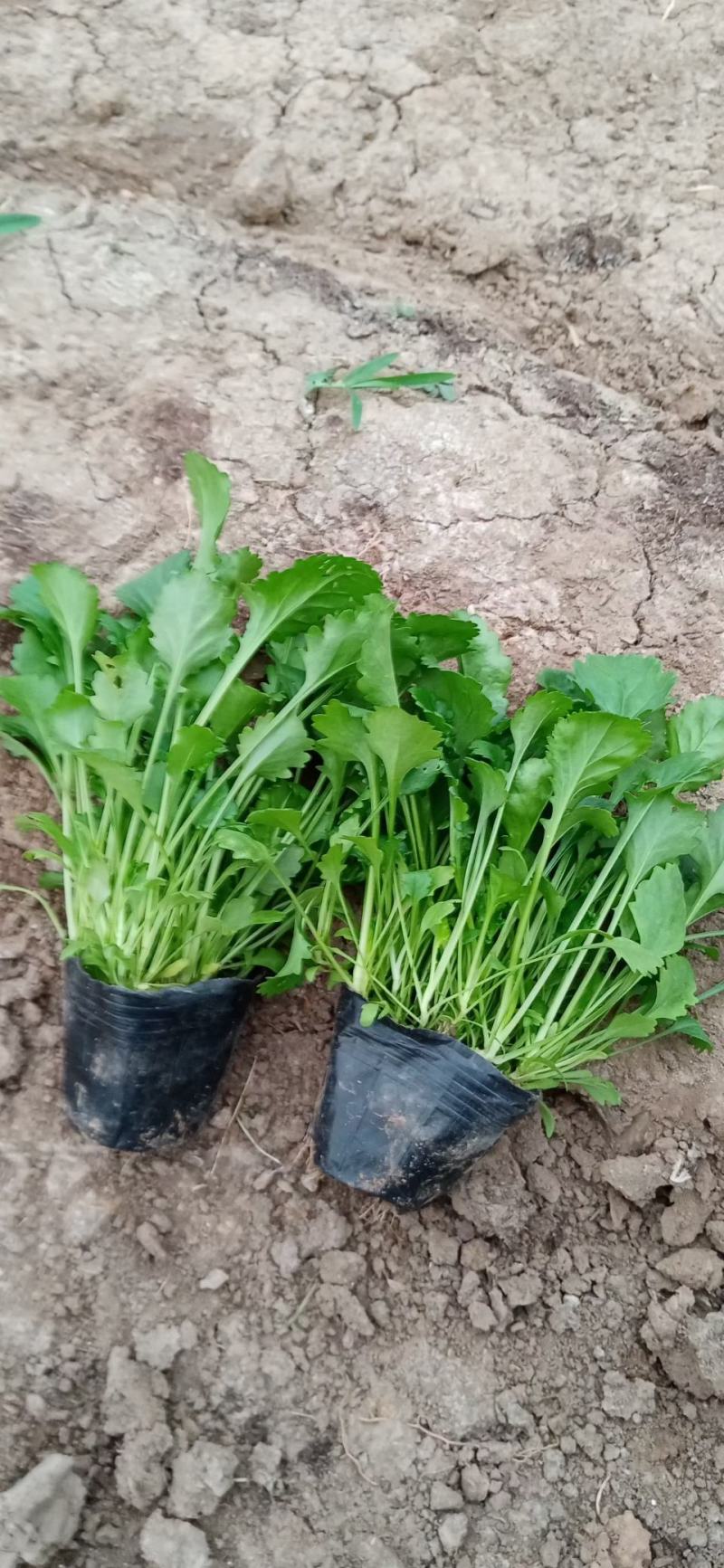 大滨菊基地种植绿化工程花海打造撒种多芽营养杯苗