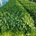 大滨菊基地种植绿化工程花海打造撒种多芽营养杯苗